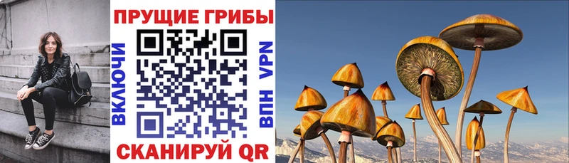 Псилоцибиновые грибы мицелий Лянтор